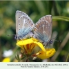 eumedonia eumedon georgia copula